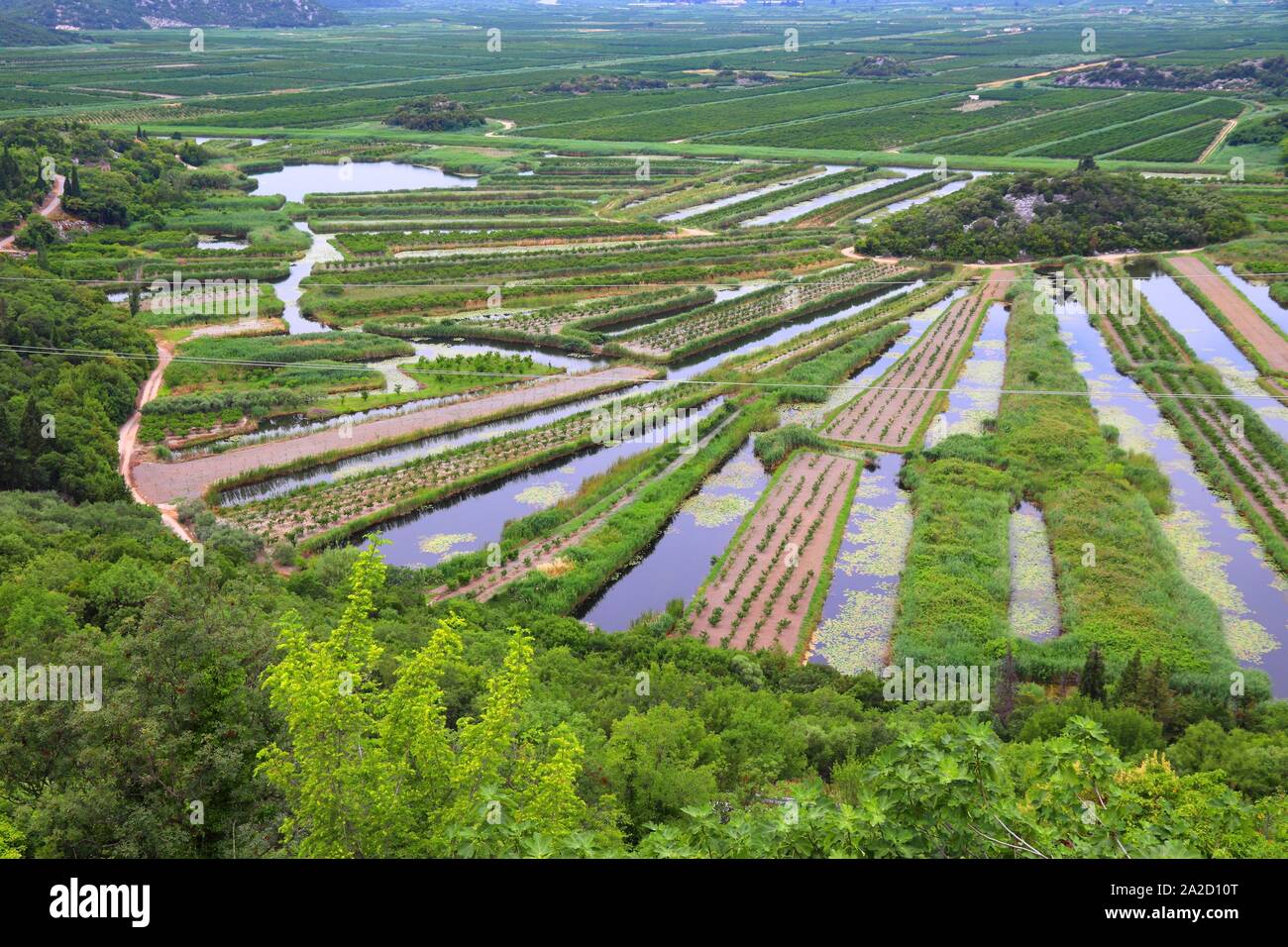 Delta Neretva il paesaggio agricolo, Croazia. I frutteti e i canali di irrigazione. Foto Stock