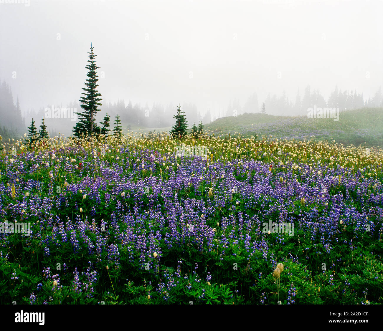 Lupino indiano e il pennello nella nebbia, Mazama Ridge, Mt Rainier National Park, nello Stato di Washington, USA Foto Stock