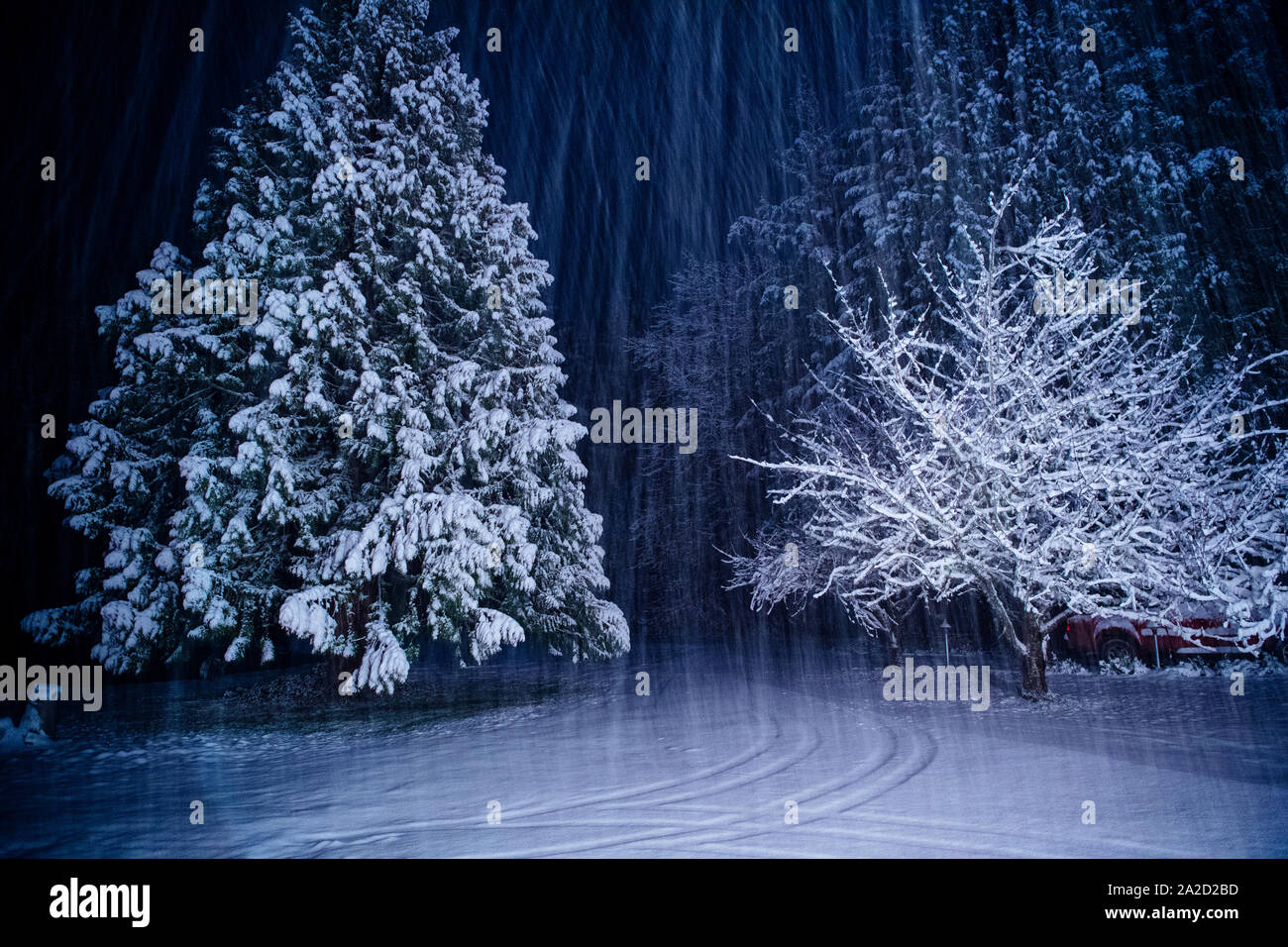 Paesaggio con bosco in inverno di notte, Bainbridge Island, Washington, Stati Uniti d'America Foto Stock