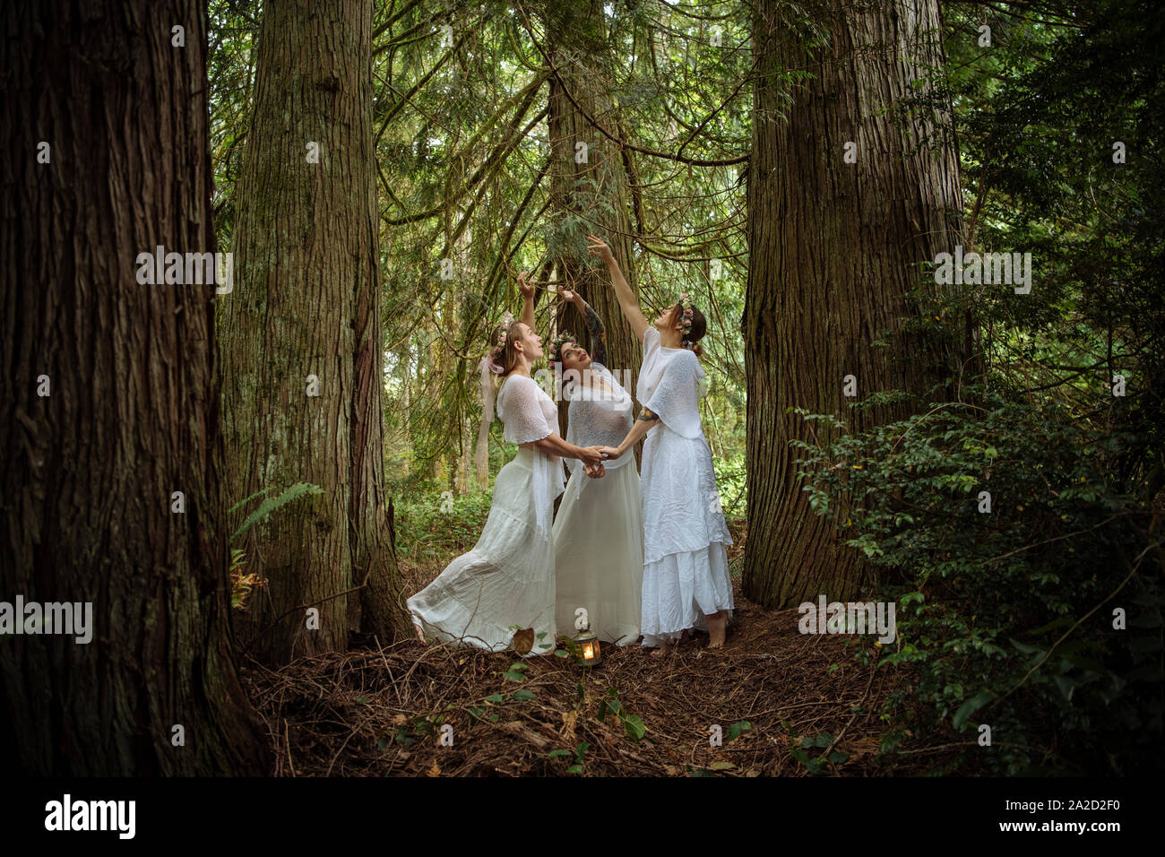 Tre ninfe donna nella foresta, Bainbridge Island, Washington, Stati Uniti d'America Foto Stock