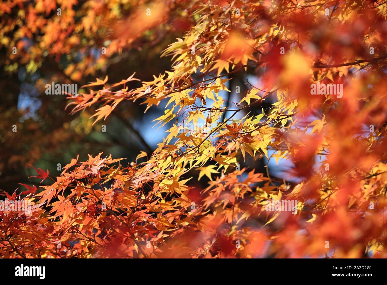 Il fogliame di autunno in Giappone - rosso e arancione momiji foglie (acero) in Kyoto. Foto Stock
