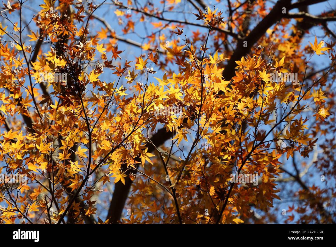In Giappone le foglie di autunno - giallo acero foglie in un parco a Kamakura, Giappone. Foto Stock