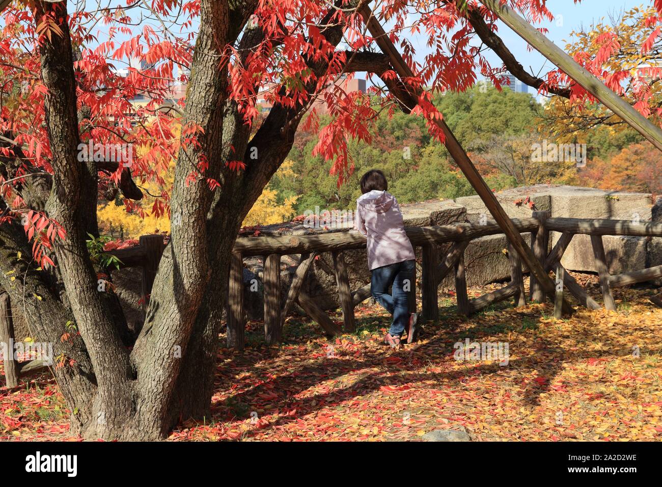 Autunno giapponese - persona visitando il parco del Castello di Osaka con fogliame di autunno. Foto Stock