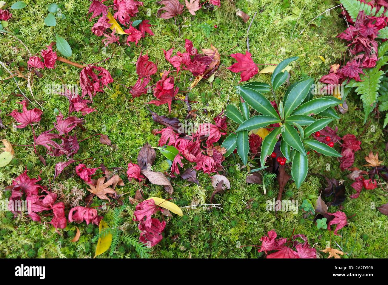 In Giappone le foglie di autunno - red maple leaf moltitudine su moss in Yoshikien Garden, Nara. Foto Stock