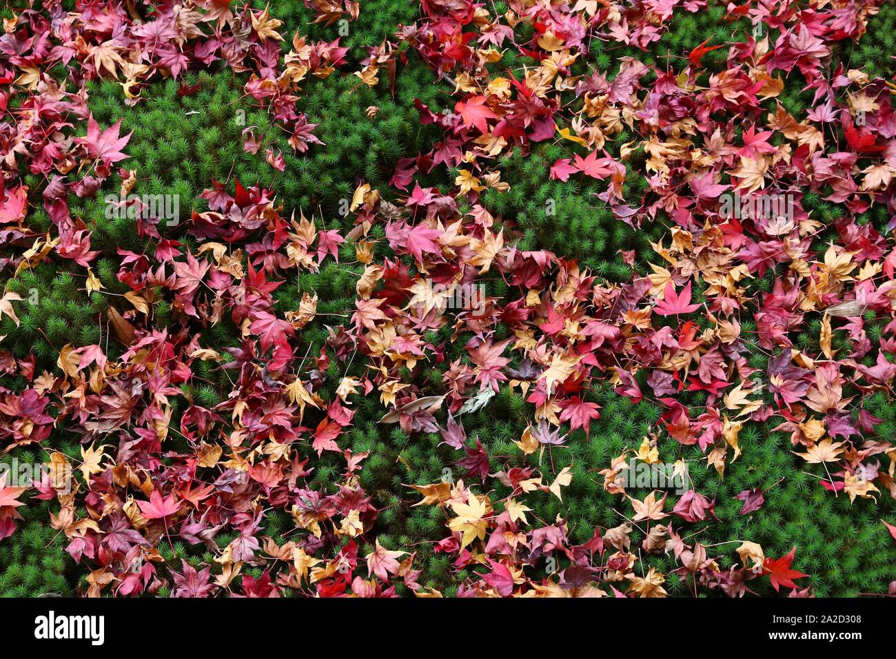 In Giappone le foglie di autunno - red maple leaf moltitudine su moss in Yoshikien Garden, Nara. Foto Stock
