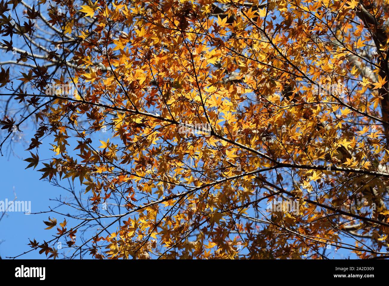 Foglie di autunno in Giappone - giallo acero foglie nel parco di Kamakura. Foto Stock