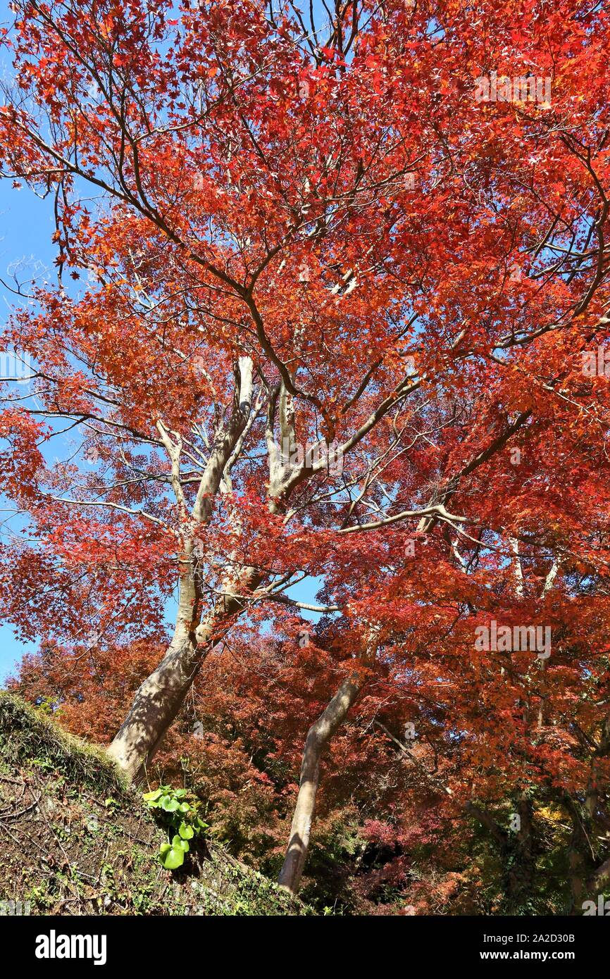 In Giappone le foglie di autunno - rosso acero foglie in un parco a Kamakura, Giappone. Foto Stock