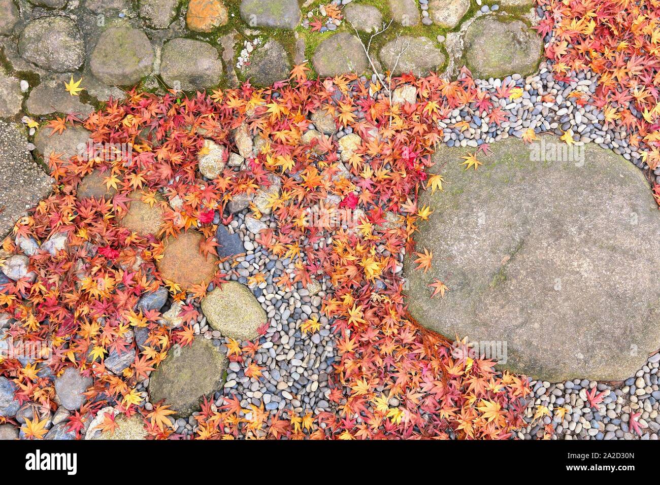 Autunno - sfondo colorato giapponese di foglie di acero in Nara, Giappone. Foto Stock