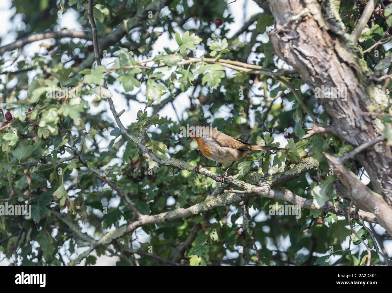 Robin (Erithacus rubecula) arroccato in una struttura ad albero Foto Stock