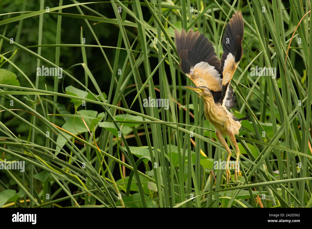 Un maschio tarabusino (Ixobrychus minutus) a Gujarat, India Foto Stock