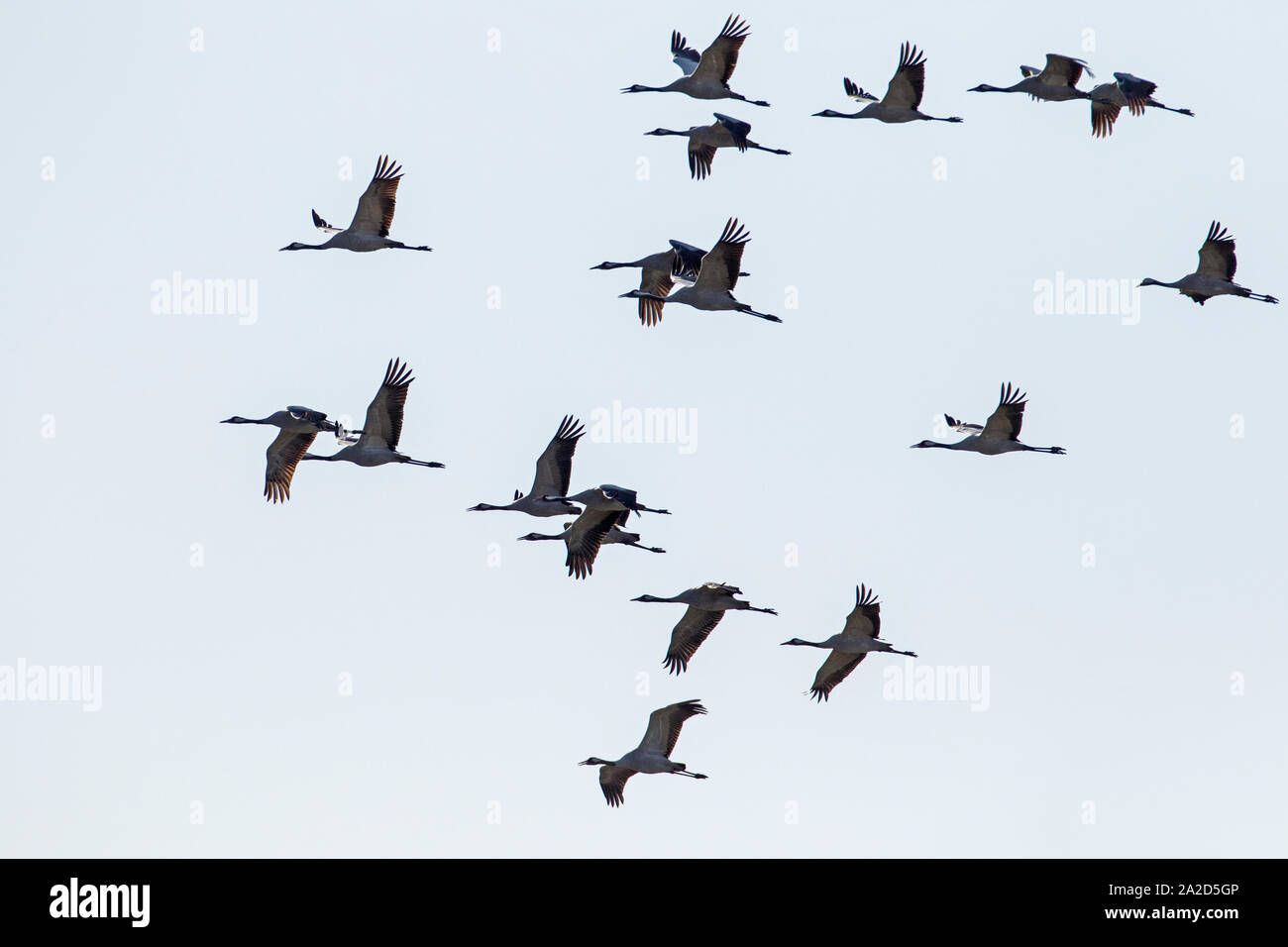 Gregge di gru comune (grus grus) in volo come sagome, Welney, Norfolk, Inghilterra Foto Stock