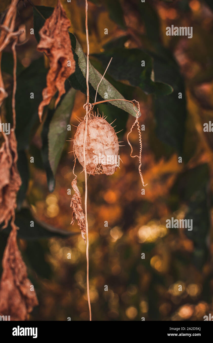 Echinocystis lobata (wild cetriolo, cetriolo spinoso), invasivo specie vegetali, frutta secca sulla capsula di quercia in autunno. Foto Stock