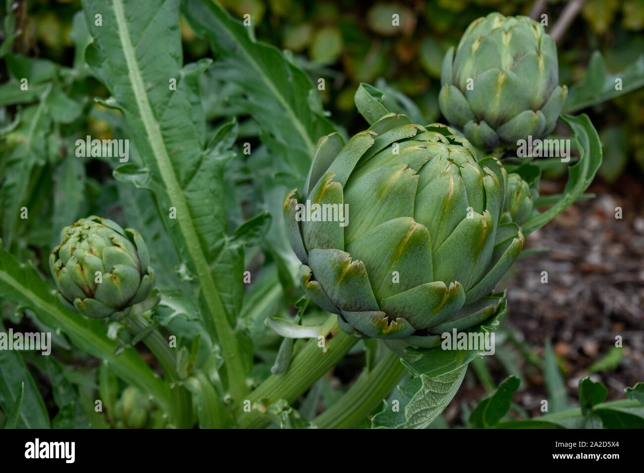 Pianta di carciofo / thistle in un parco di Londra Foto Stock