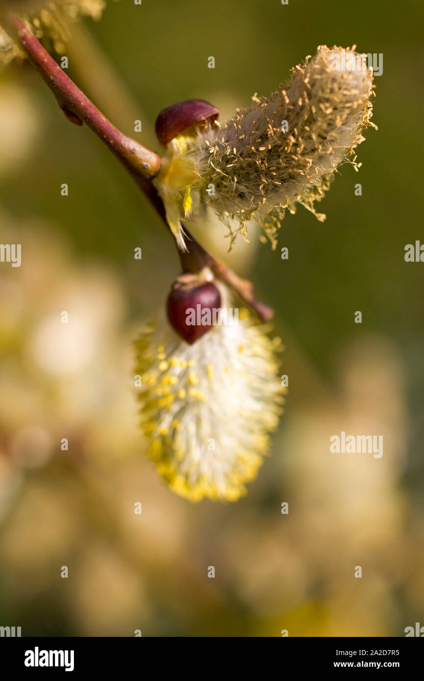 Bellissimo fiore fresco da un salice ramo Foto Stock