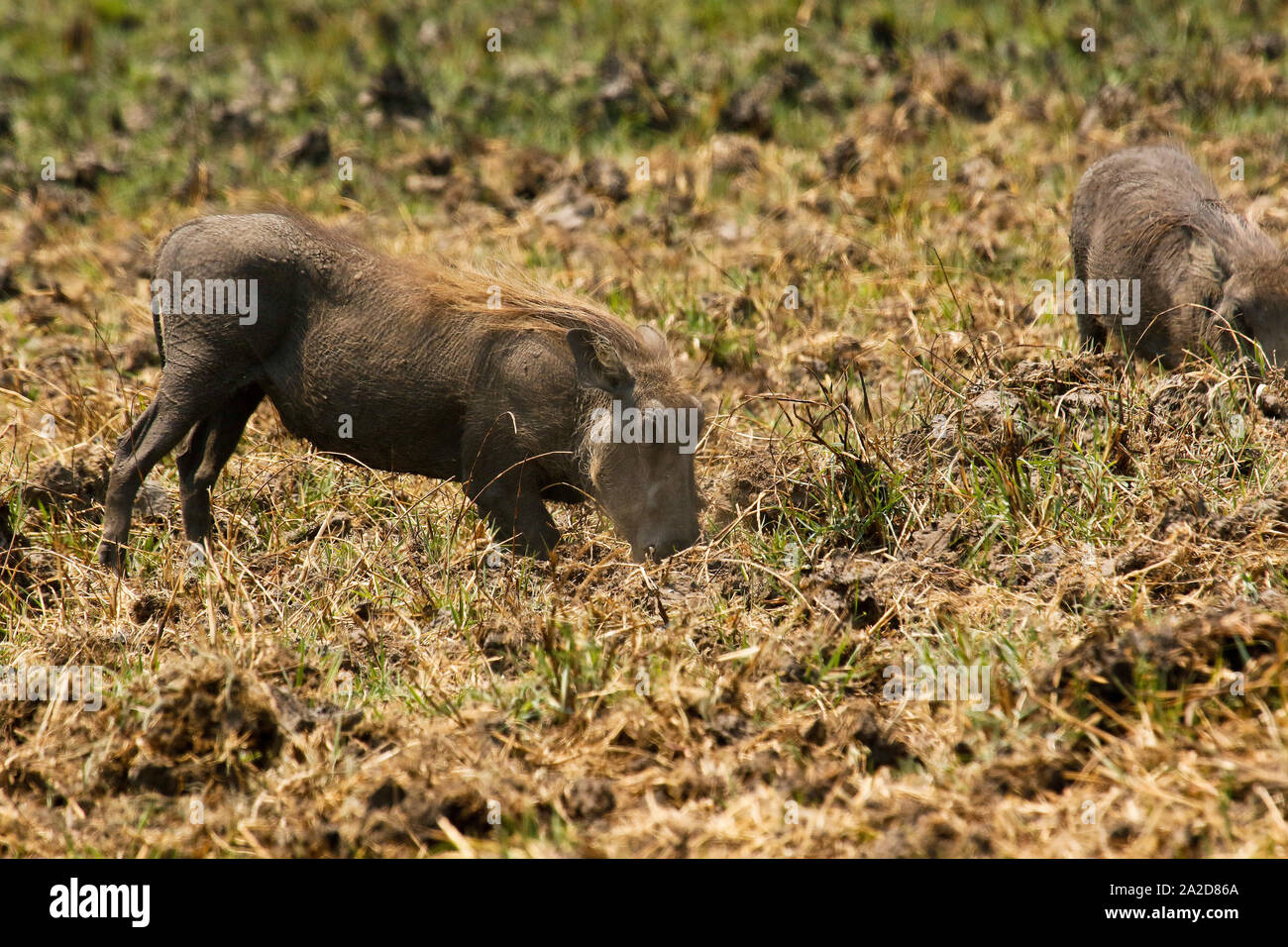 Warthog comune (Phacochoerus africanus) mangiare in Busanga Plains. Parco Nazionale di Kafue. Zambia Foto Stock