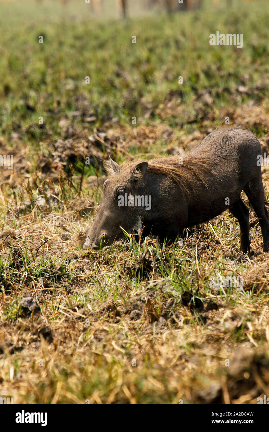Warthog comune (Phacochoerus africanus) in Busanga Plains. Parco Nazionale di Kafue. Zambia Foto Stock