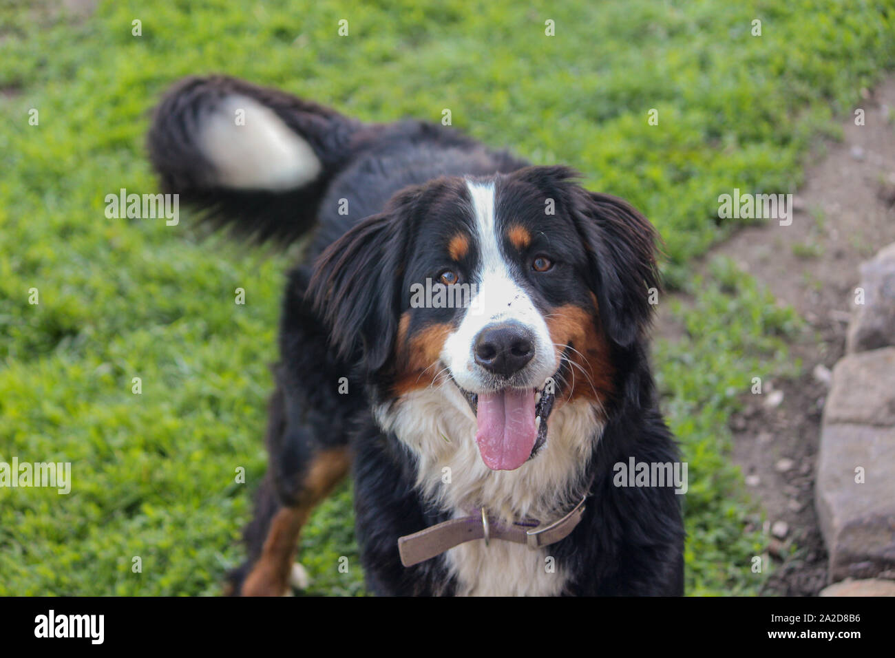 Bovaro del Bernese guardando la fotocamera Foto Stock