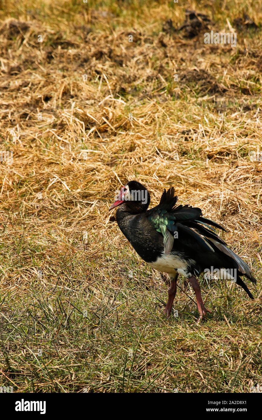 Oca dallo sperone, (Plectropterus gambensis), Busanga Plains. Parco Nazionale di Kafue. Zambia Foto Stock