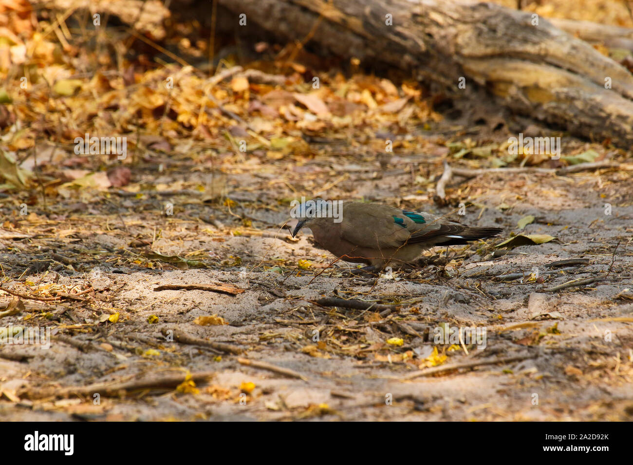 Emerald-Spotted Wood-Dove (Turtur chalcospilos). Busanga Plains. Parco Nazionale di Kafue. Zambia Foto Stock