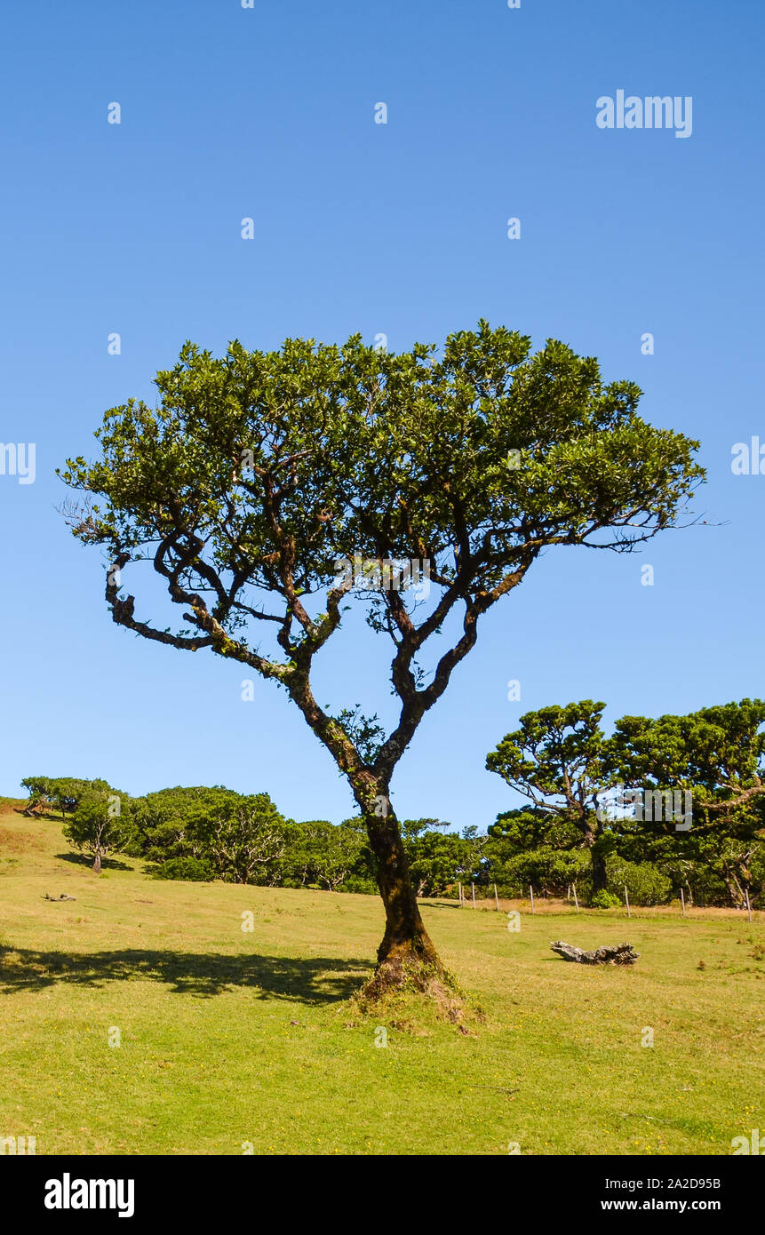 Il vecchio albero di alloro in Fanal, Isola di Madeira, Portogallo. Fanal si trova nell'altopiano di Paul da Serra circondata dalla Foresta Laurissilva. Patrimonio naturale. Fotografato in una limpida giornata di sole. Foto Stock
