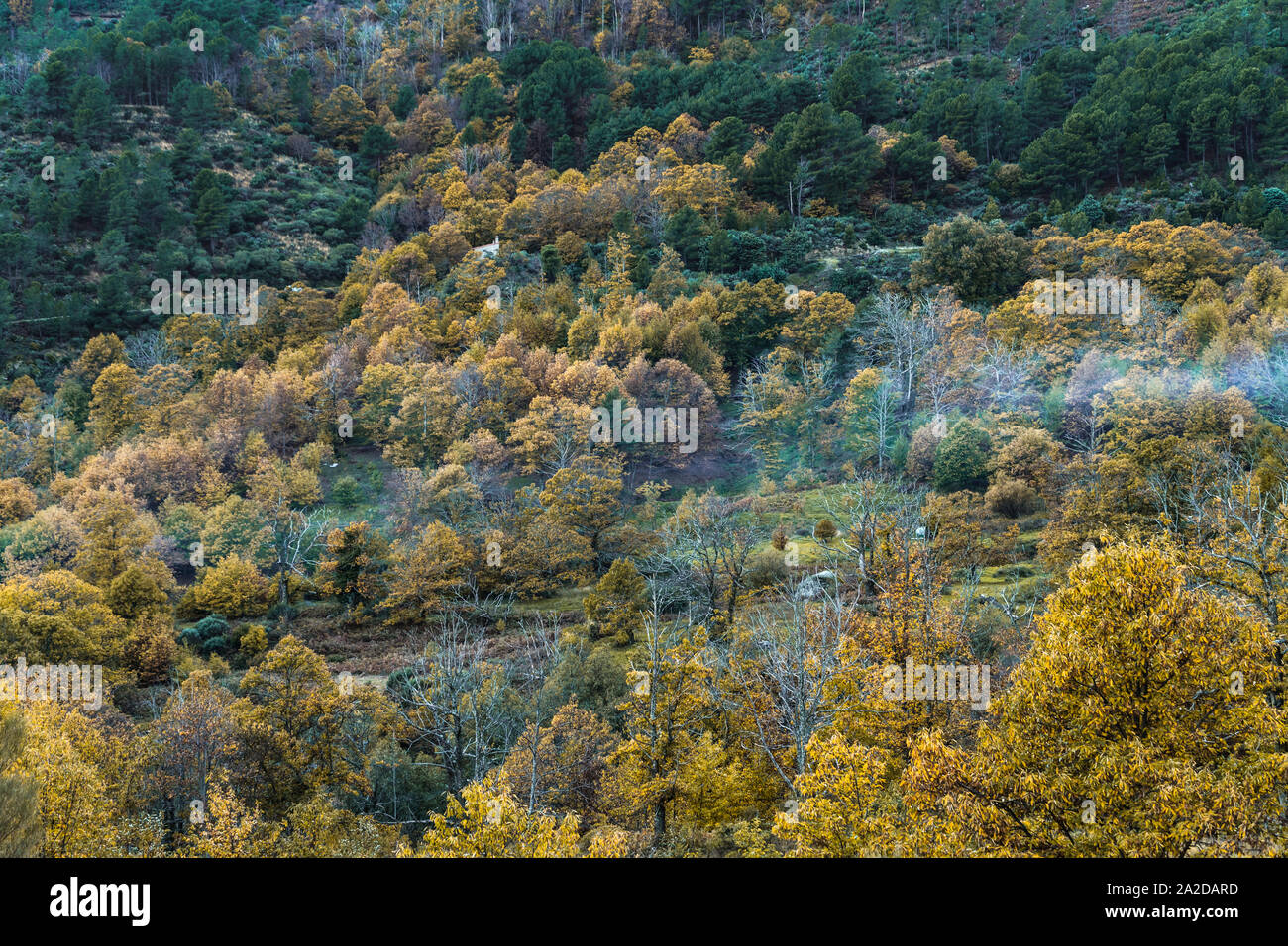 Vista panoramica di un bosco su un pendio di montagna durante l'autunno nelle montagne di Gredos Avila, Spagna Foto Stock