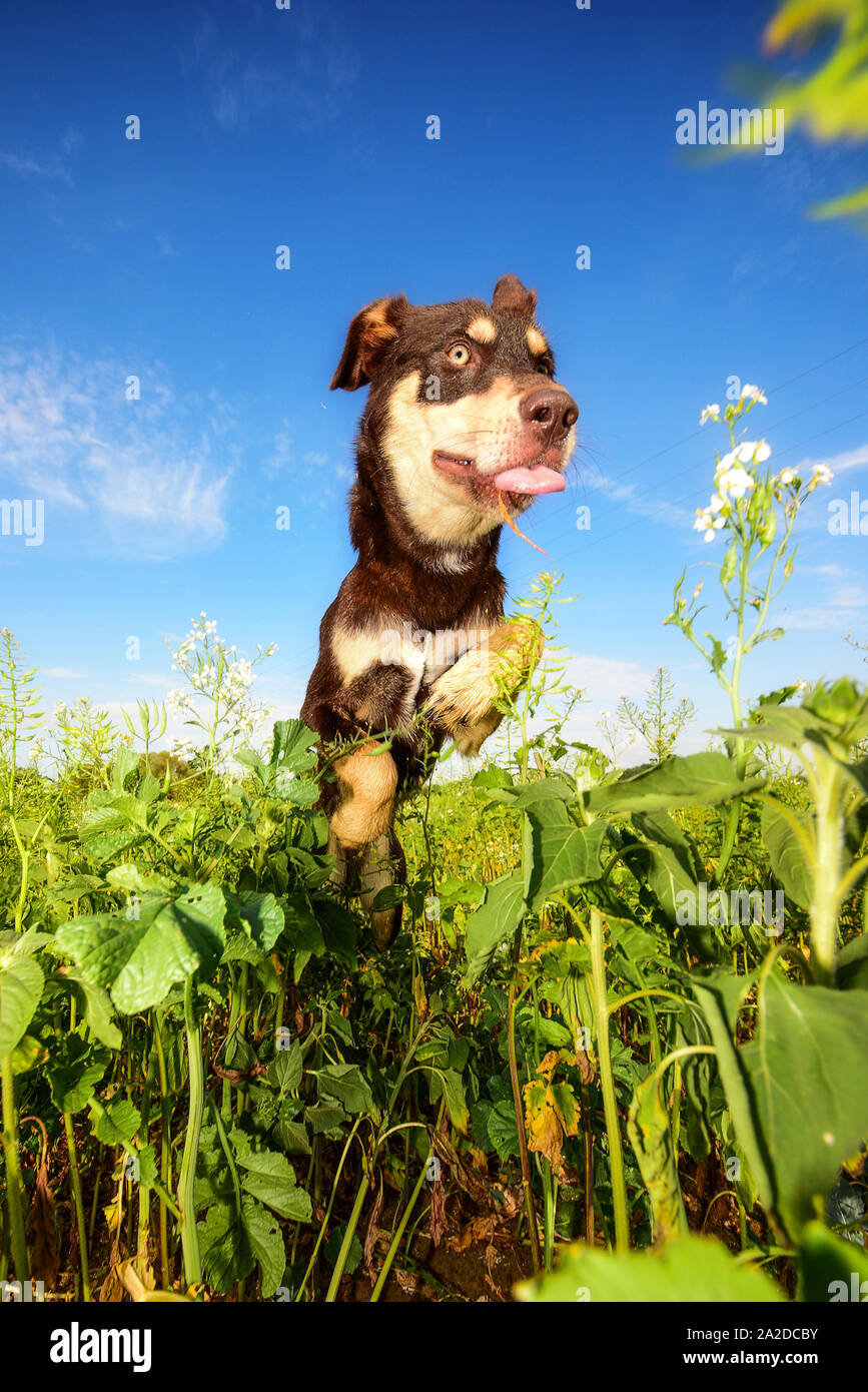 Verrückter Hund springt über ein Feld Foto Stock