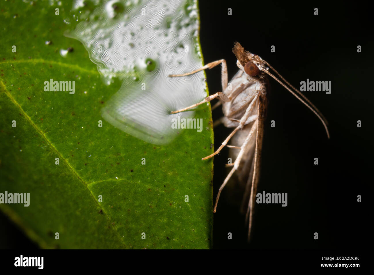 Un insetto si appoggia su una foglia. Foto Stock