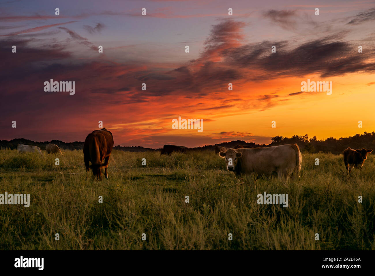 Le mucche pascolano in primo piano di questo tramonto immagine. Foto Stock