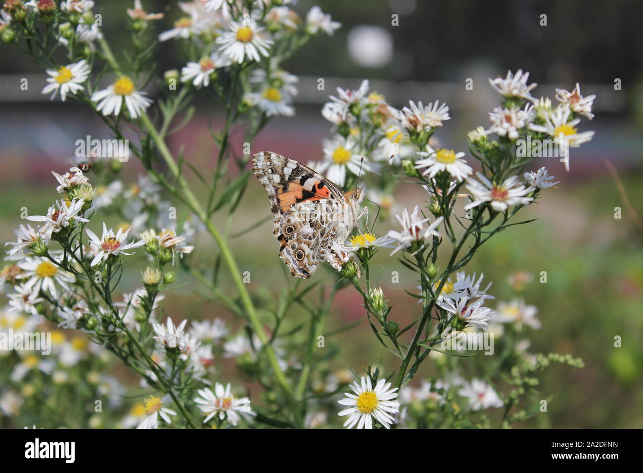 Un bel colore arancione e nero farfalla monarca battenti intorno a un giardino fiorito. Foto Stock