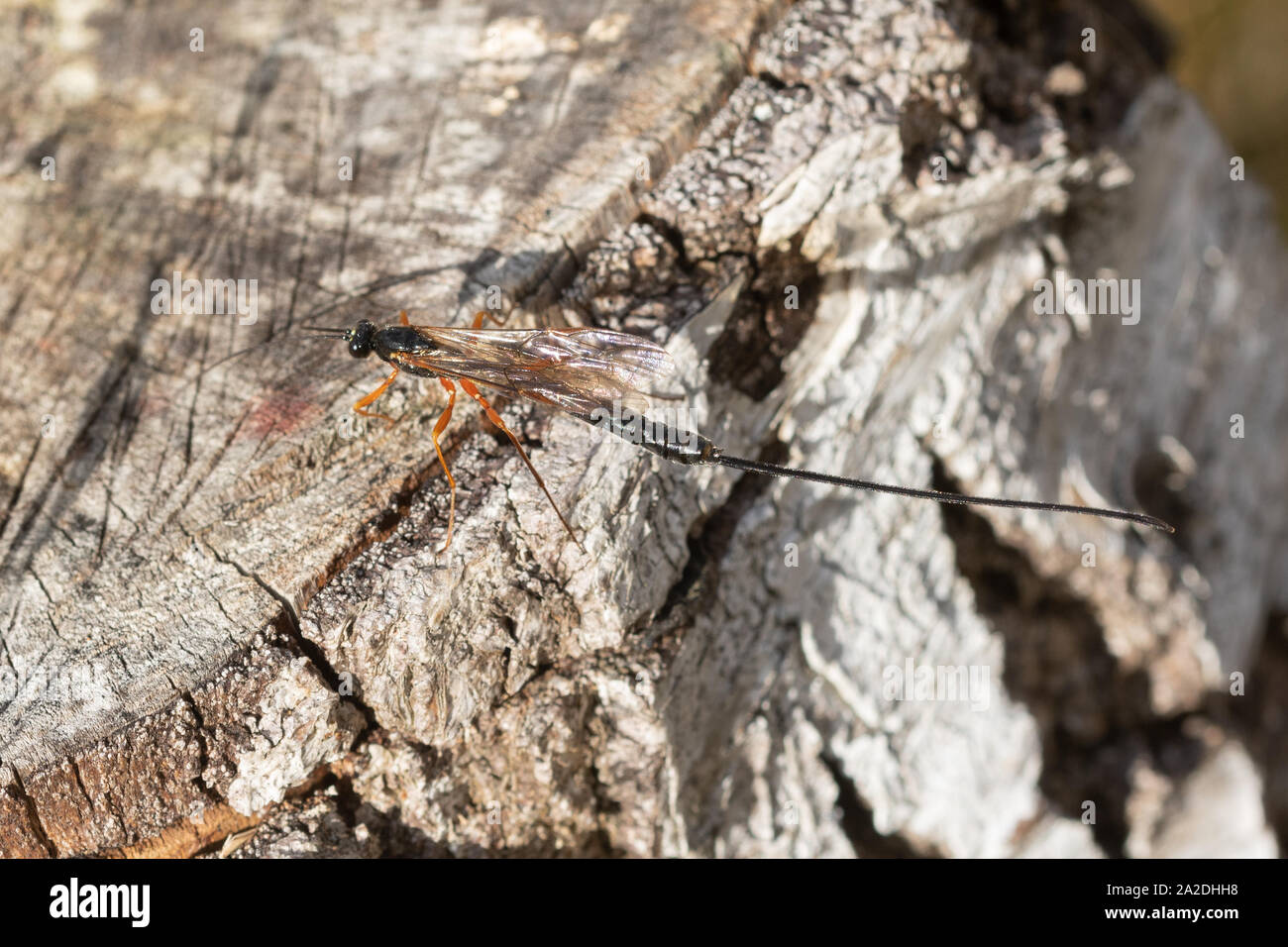 Ichneumon wasp (icneumone specie) con corpo nero, arancione gambe e una lunga ovipositor, su un ceppo di albero, REGNO UNITO Foto Stock