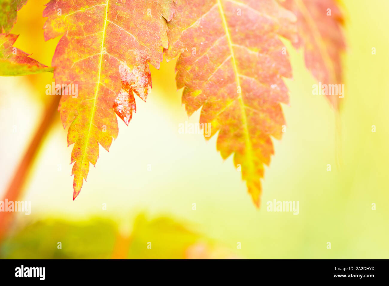In autunno, caduta, leaf, foglie, acero, Acer pseudosieboldianum, albero, maple leaf, foglie di acero, stagione, stagionali, fogliame, foresta, autunno sfondo, bok Foto Stock