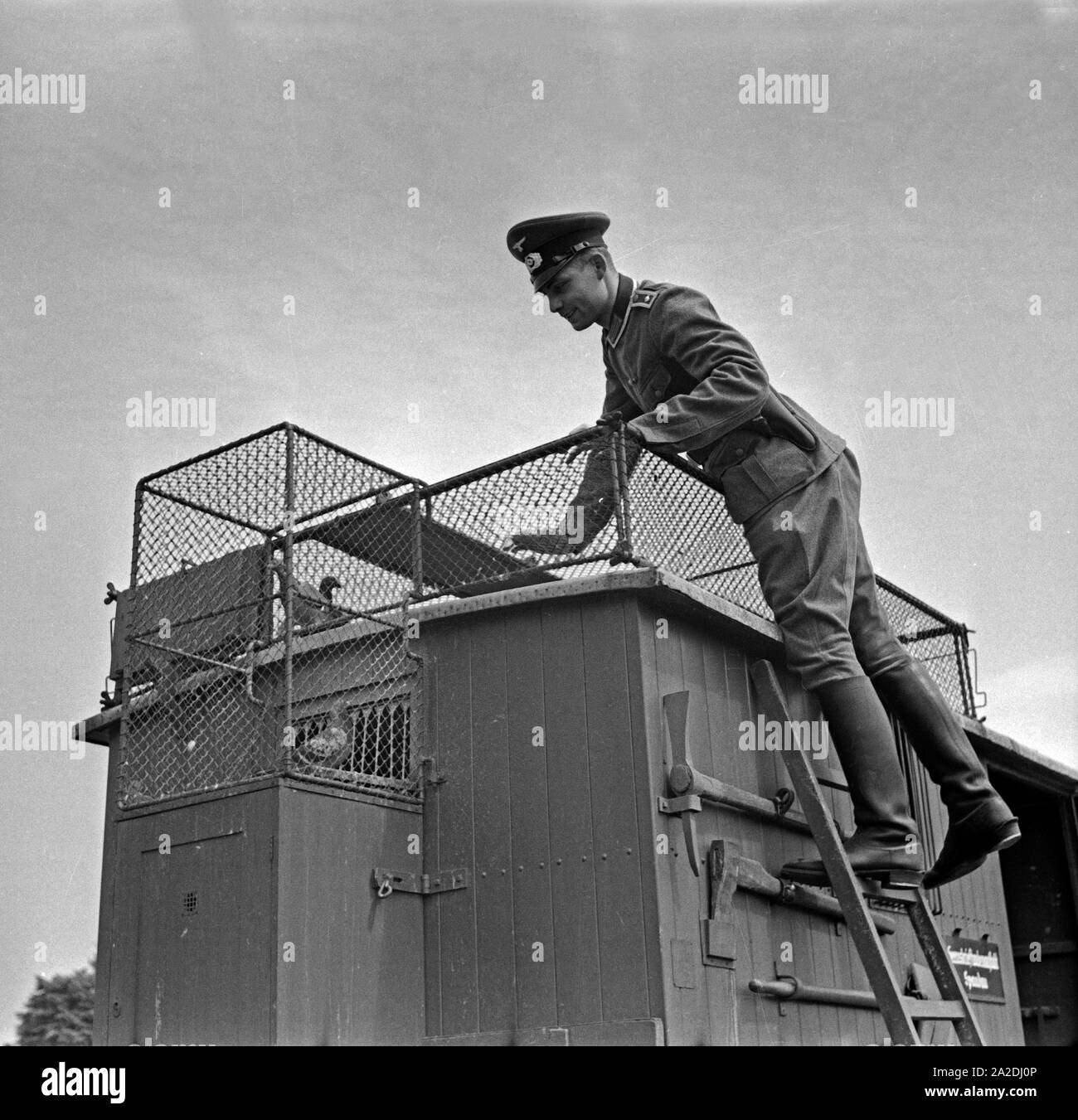 Der Ausbilder Feldwebel schaut nach den Brieftauben in ihrem mobilen Taubenschlag in der Heeres Brieftauben Anstalt in Berlin Spandau, 1930er Jahre. Il trapano sergente sta cercando dopo i piccioni viaggiatori nel loro cellulare colombaia, Berlin Spandau, 1930s. Foto Stock