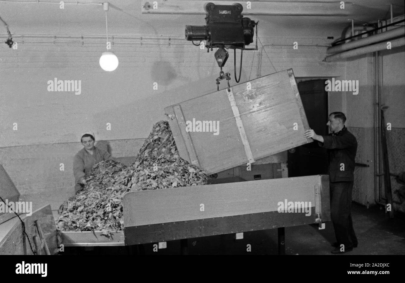 Ein Mitarbeiter bringt eine neue Ladung Tabakblätter für die Herstellung von Zigaretten in der Zigarettenfabrik Kyriazi ad Amburgo, Deutschland 1930er Jahre. Un membro del personale portando un nuovo carico di foglie di tabacco per la produzione di sigarette al Kyriazi fabbrica di sigarette a Amburgo, Germania 1930s. Foto Stock