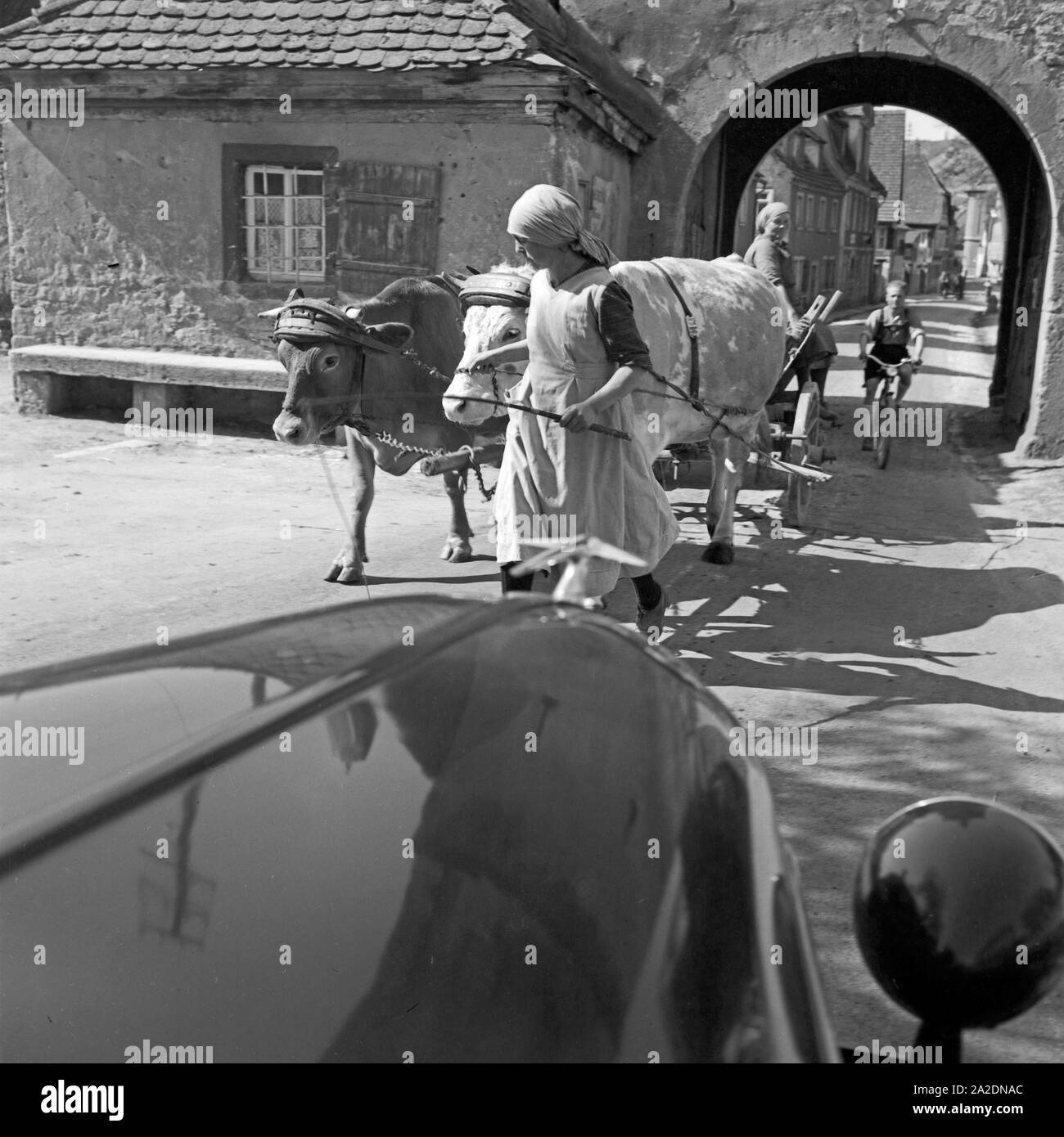 Ein Ochsengespann wird durch Rothenburg ob der Tauber geführt, Deutschland 1930er Jahre. Un carro bestiame è condotto attraverso la vecchia città di Rothenburg ob der Tauber, Germania 1930s. Foto Stock