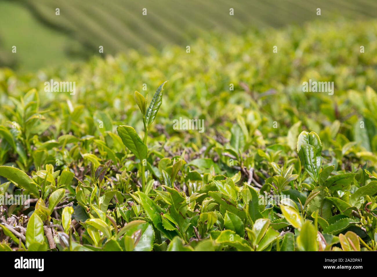 Primo piano di foglie di tè sulla crescita organica piantagione di tè in Sao Miguel, Azzorre, Portogallo. Profondità di campo, bokeh di fondo. Foto Stock