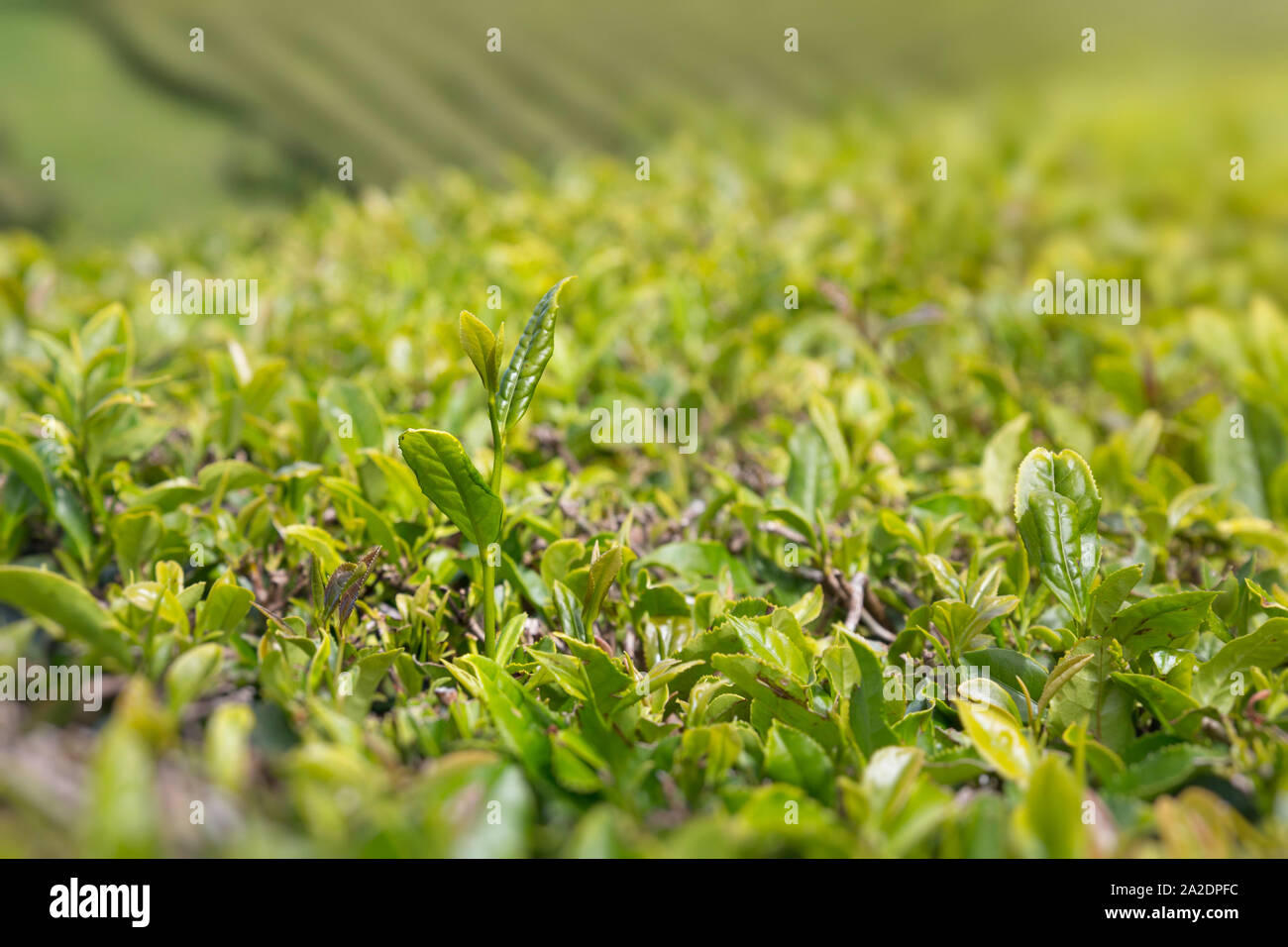 Primo piano di foglie di tè sulla crescita organica piantagione di tè in Sao Miguel, Azzorre, Portogallo. Profondità di campo, bokeh di fondo. Foto Stock