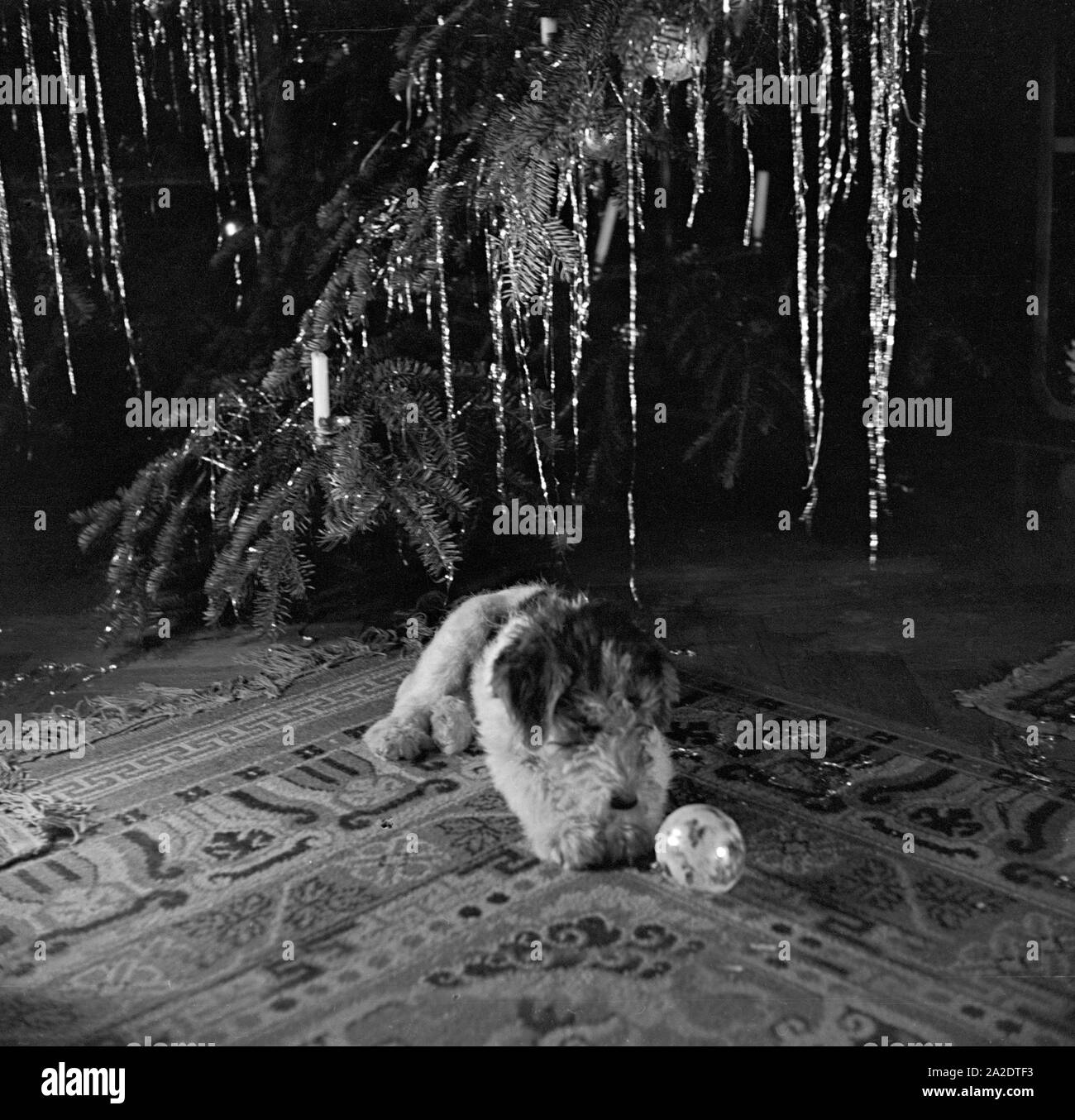 Ein kleiner Hund spielt Mit einem Ball unter dem Weihnachtsbaum, Deutschland 1930er Jahre. Un piccolo cucciolo giocando con una palla sotto l albero di natale, Germania 1930s. Foto Stock