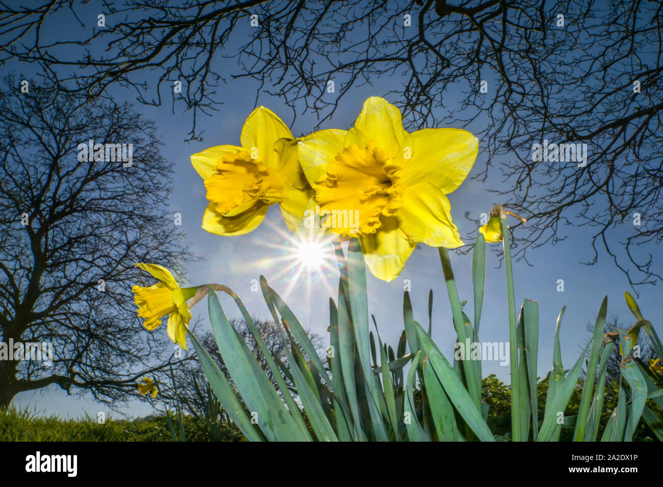 La molla narcisi Foto Stock