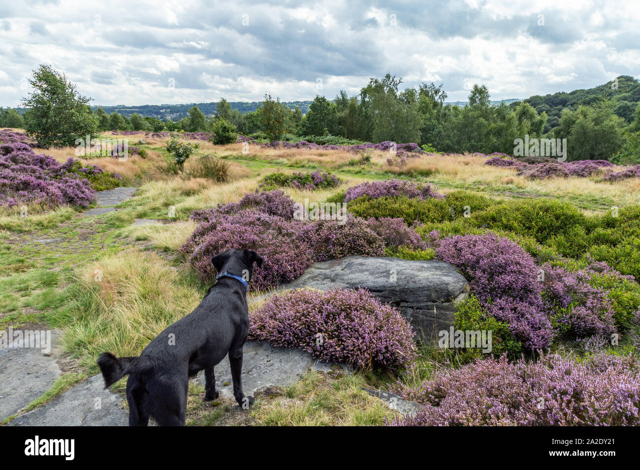 Un labrador nero passeggiate a Shipley Glen in Baildon, West Yorkshire. Foto Stock