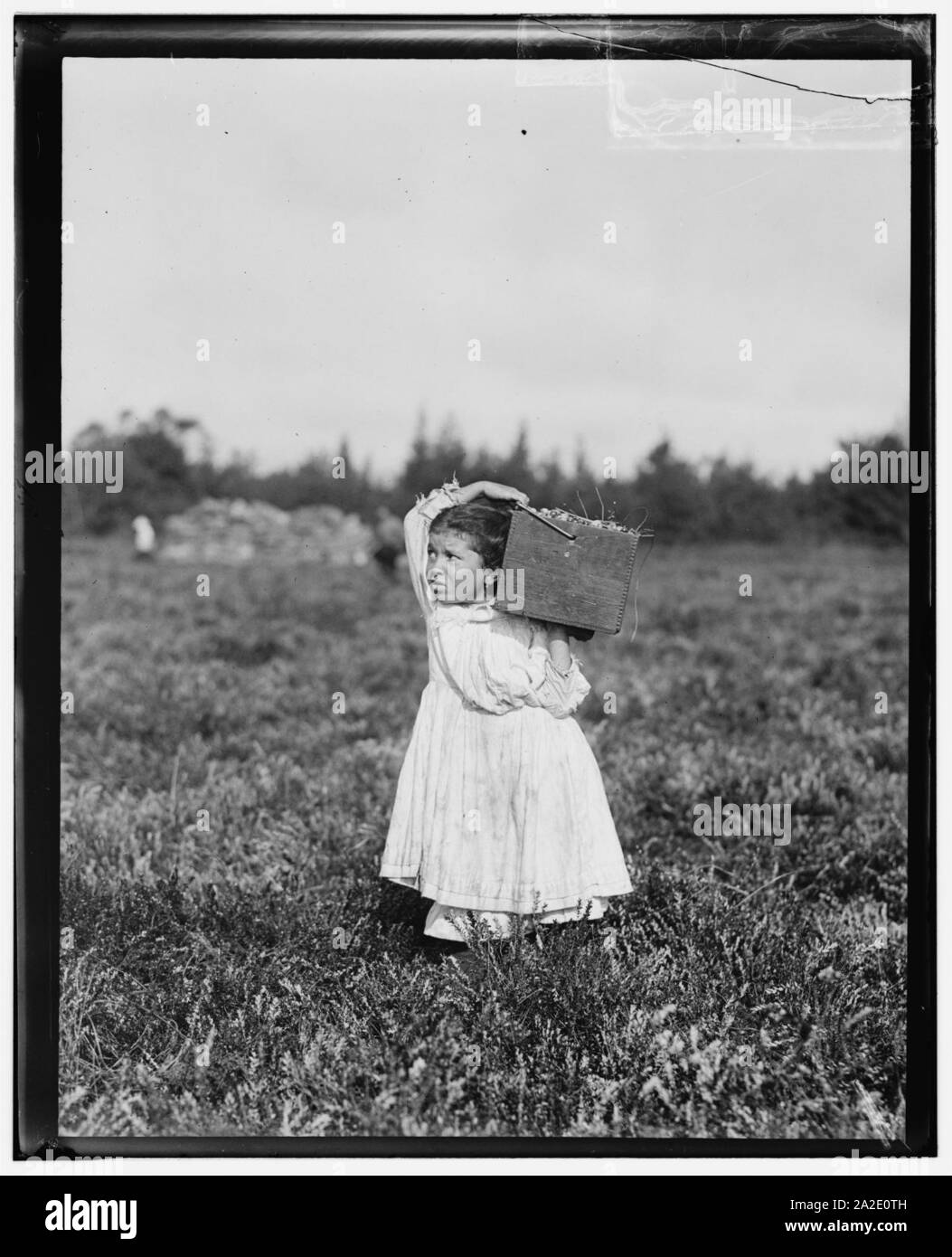 Otto-anno-vecchio, Jennie Camillo, vive in occidente Maniyunk, Pa. (vicino a Filadelfia). Per questa estate ha scelto di mirtilli rossi. Questa estate è a Teodoro Budd il Bog a Turkeytown, vicino Foto Stock