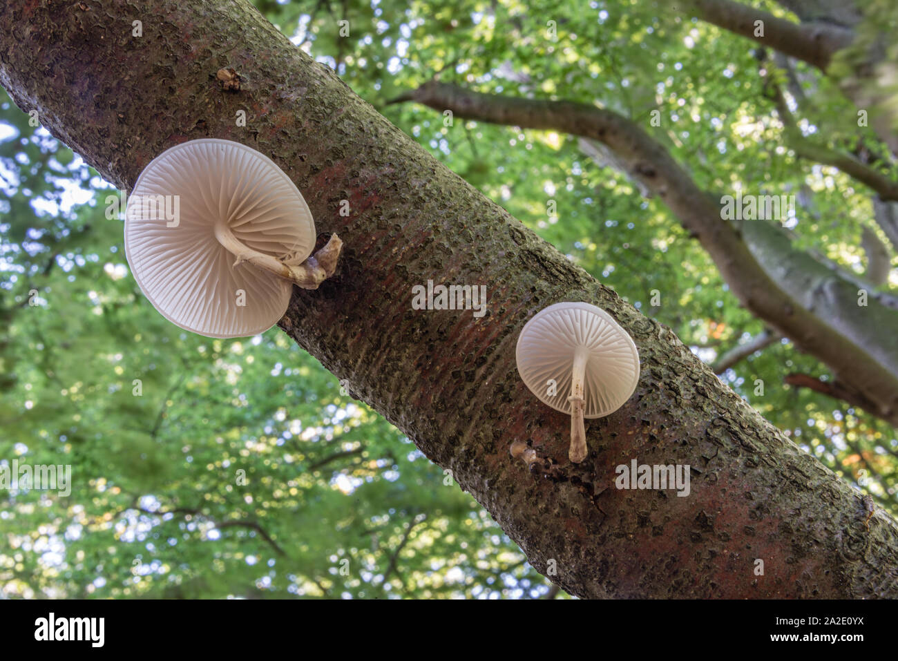 Close up di porcellana di funghi (Oudemansiella mucida) su un registro di quercia in una foresta in autunno Foto Stock