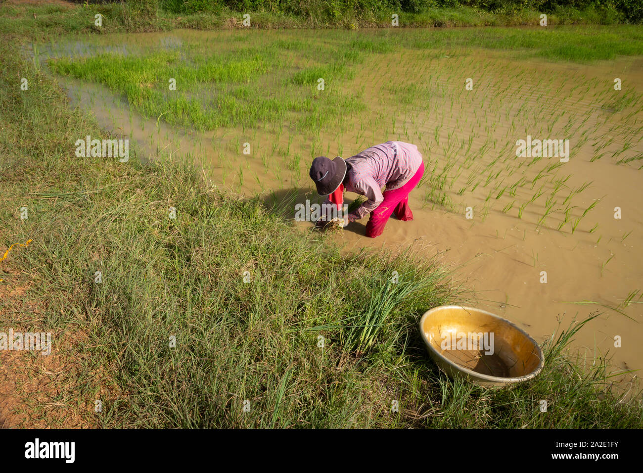 La semina del riso in campi camobian Foto Stock