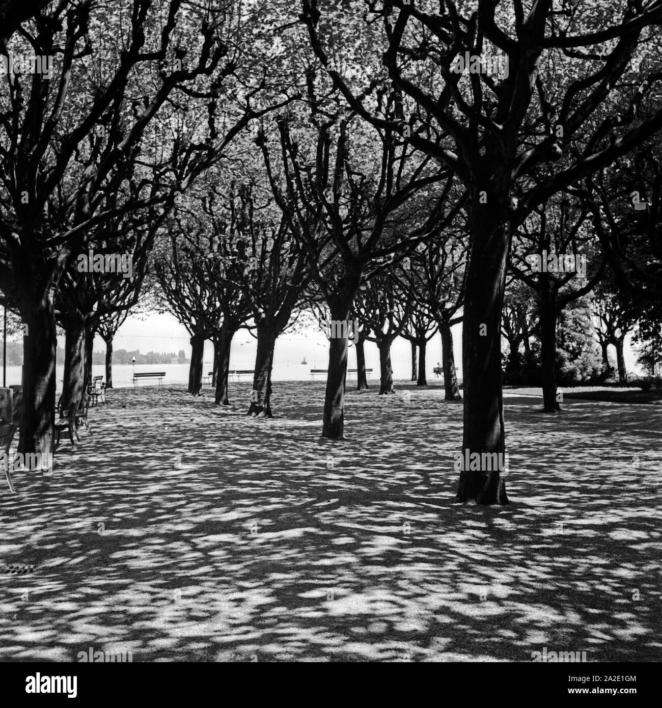 Bäume am Ufer des Bodensees in Konstanz, Deutschland 1930er Jahre. Alberi sulla riva del lago di Costanza, in Germania 1930s. Foto Stock
