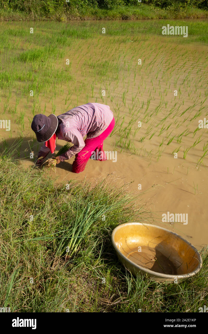 La semina del riso in campi camobian Foto Stock