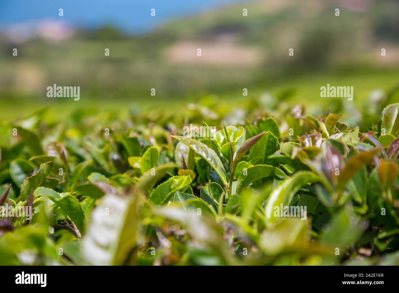 Primo piano di foglie di tè sulla crescita organica piantagione di tè in Sao Miguel, Azzorre, Portogallo. Profondità di campo, bokeh di fondo. Foto Stock