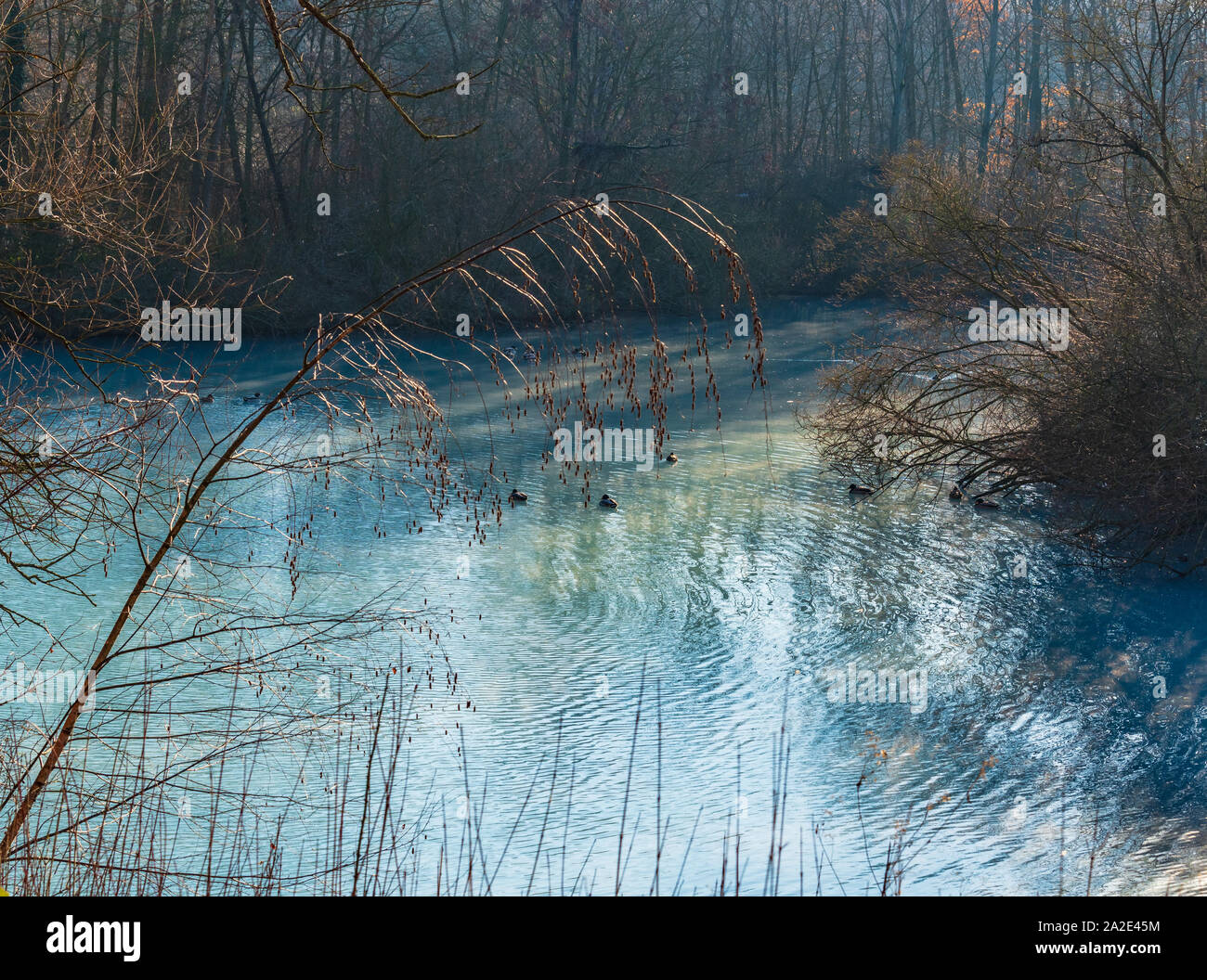 Anatre su un laghetto turchese in inverno in una giornata di sole, Bochum, Germania Foto Stock