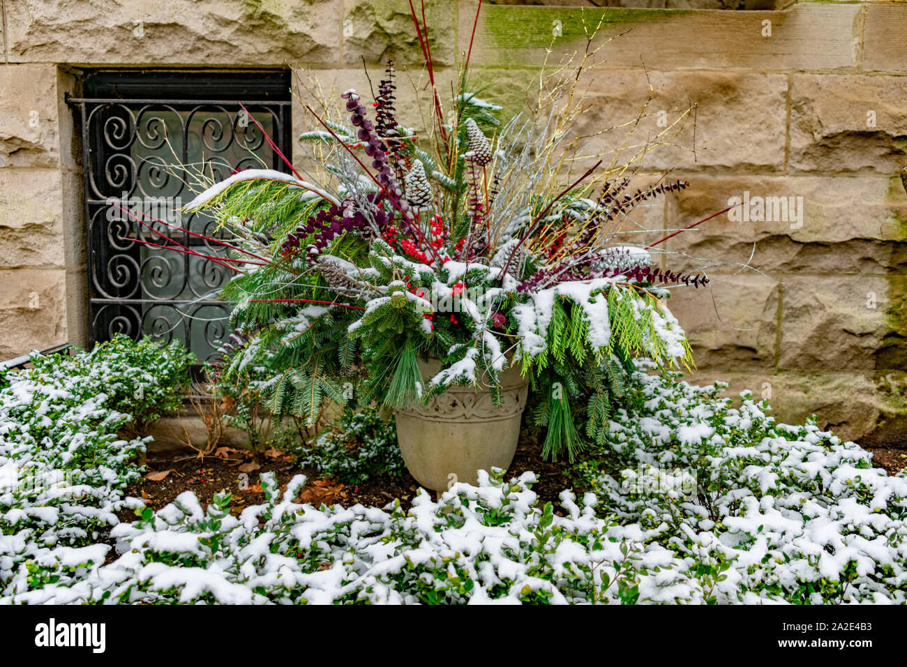 Holiday piantatrice con rami di pino al di fuori di una casa in un giardino coperto di neve durante il periodo invernale Foto Stock