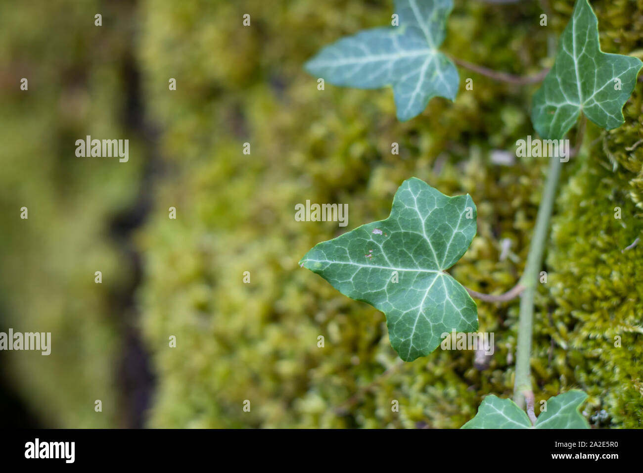 Moss ed edera close-up sulla superficie della struttura. Foto Stock
