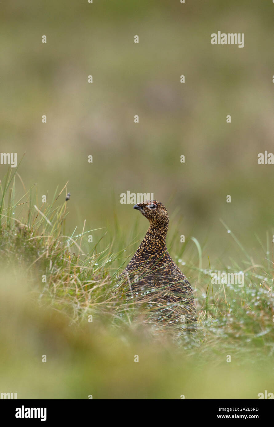 Red Grouse, Lagopus lagopus scoticus, ritratto del singolo adulto femmina da brughiera. Le Highlands, Scotland, Regno Unito. Foto Stock