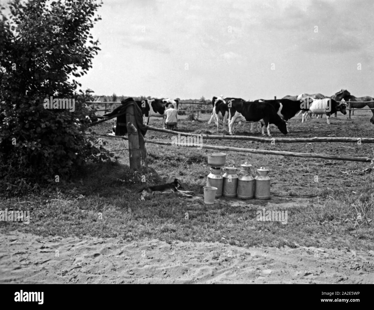 Viehkoppel mit Milchkühen im Samland, Ostpreußen, 1930er Jahre. Paddock con allevamento di bestiame da latte in Zambia, Prussia orientale, 1930s. Foto Stock